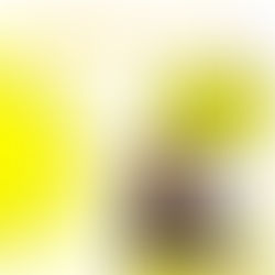 Sale el Sol en Tampa Intl Book Fair Concierto para toda la familia