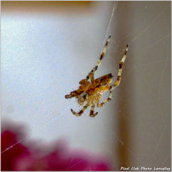 2026-02-04 Proxy & macro 48