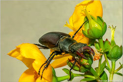 2026-02-04 Proxy & macro 43