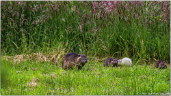 2025-10-15 Photos sur la Nature 40