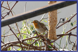 2025-12-03 Les oiseaux 12