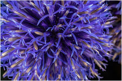 2023-08-07 Dinars Fleurs 120-dng