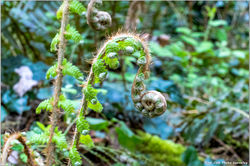 2026-04-01 les courbes dans la nature 17