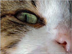 2026-02-04 Proxy & macro 59