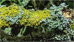 2026-02-04 Proxy & macro 55