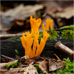 2023-12-06 Théme libre 25