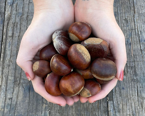 Chestnut Product Images.jpg