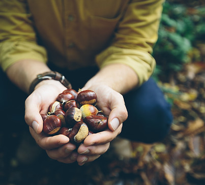 Farm fresh Chinese chestnuts 