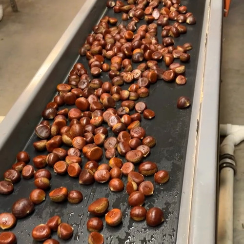 Small Chestnuts (up to 7/8” or 22 mm), 7.5# Bag - $6.40/lb