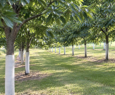 Chinese chestnuts growing in the Valley Chestnuts orchard