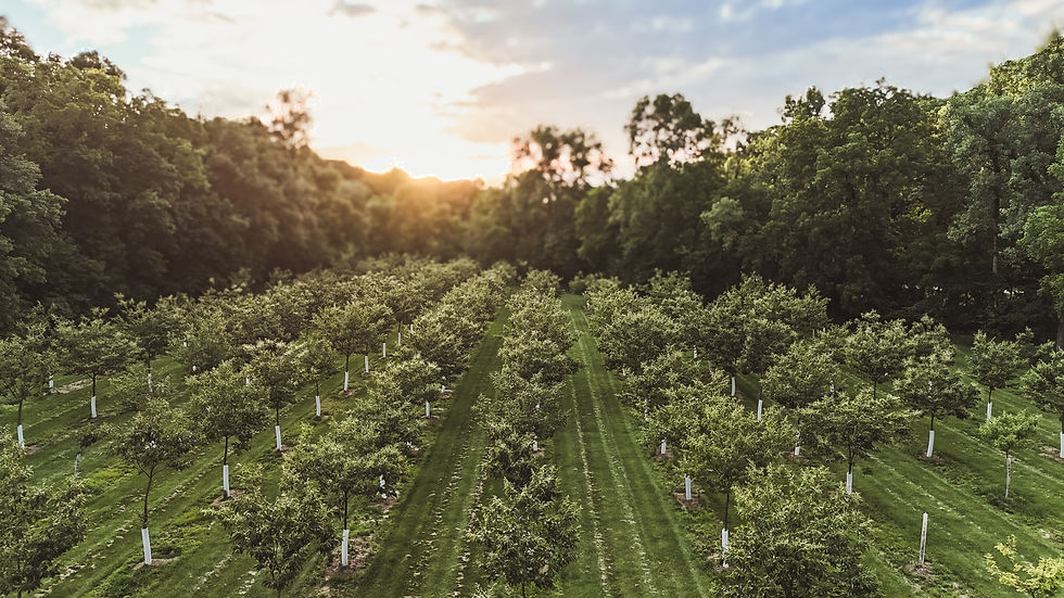 Orchard.jpg