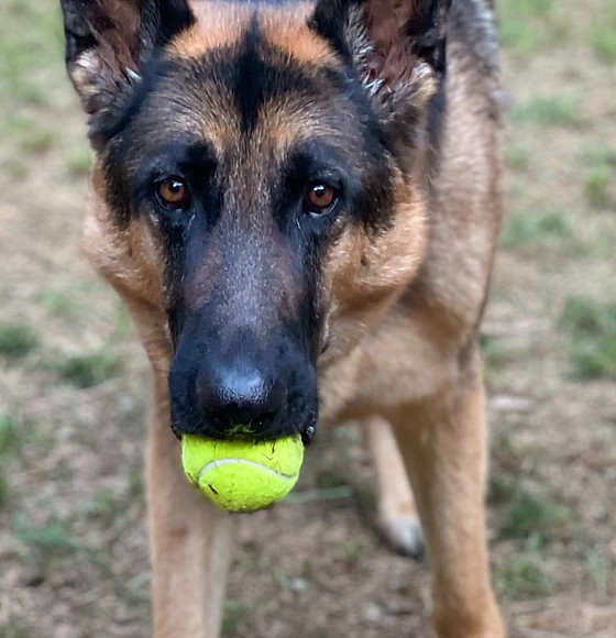 German Shepard dog with tennis ball in mouth