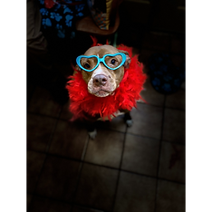 dog wearing blue glasses