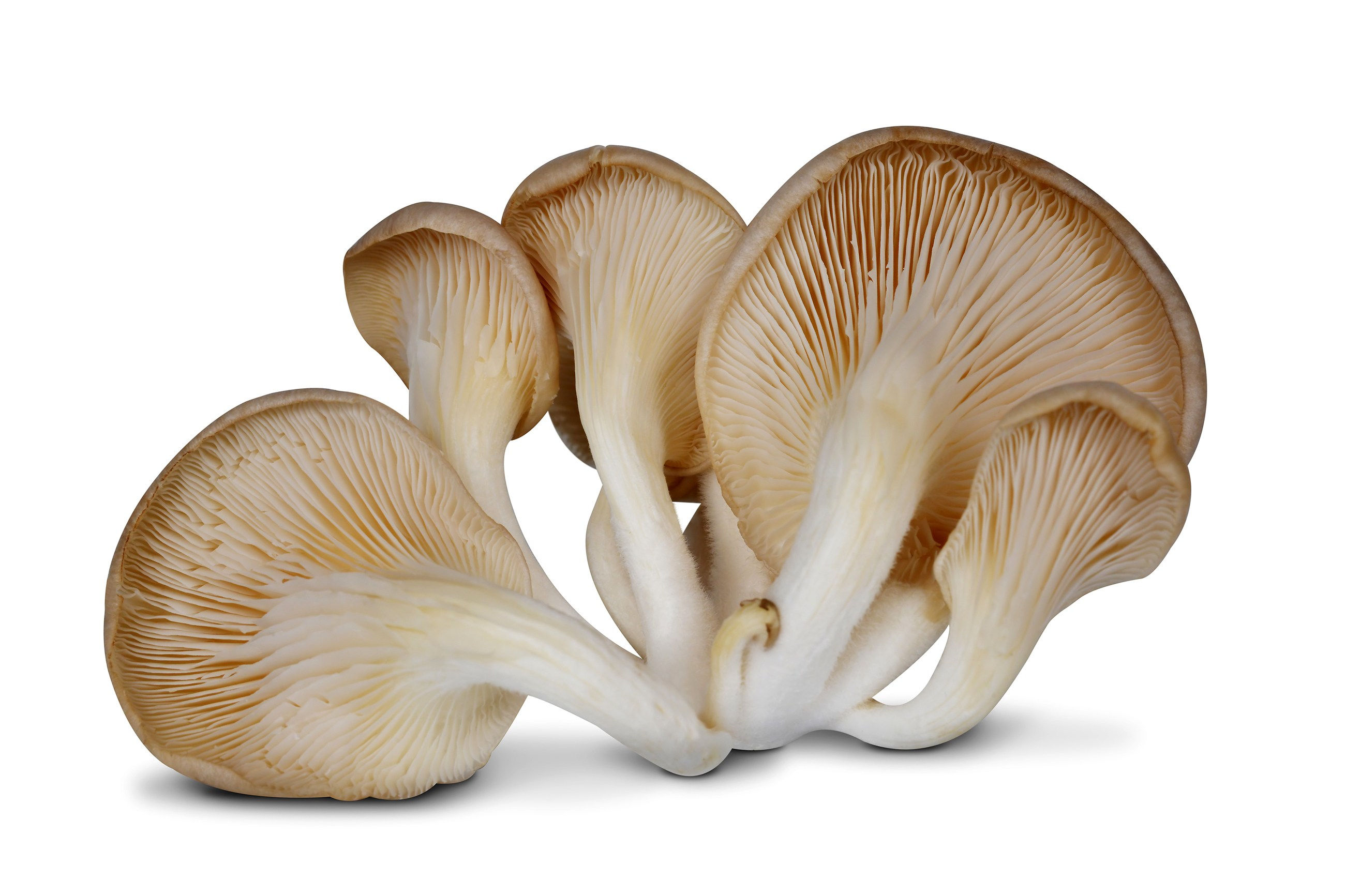 Oyster Mushrooms 200 G