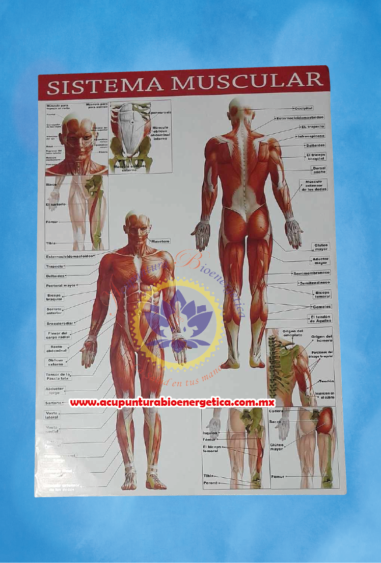 Cromo Sistema Muscular