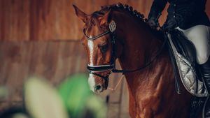 Bilder Dressurtage 2022