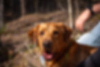 Fox Red Labrador Retriever
