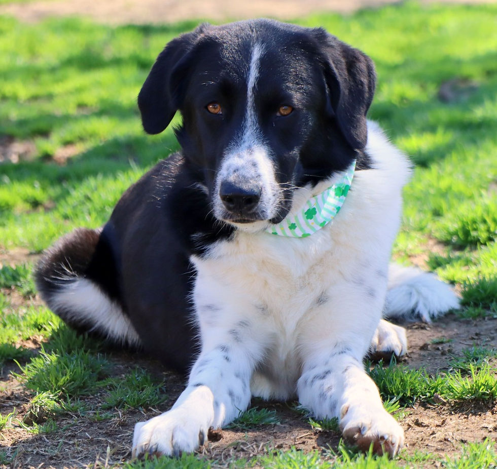 Black and white dog with a green collar lying on grass.