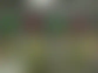 加拿大边境管理局宣布终止“旗杆移民”政策
