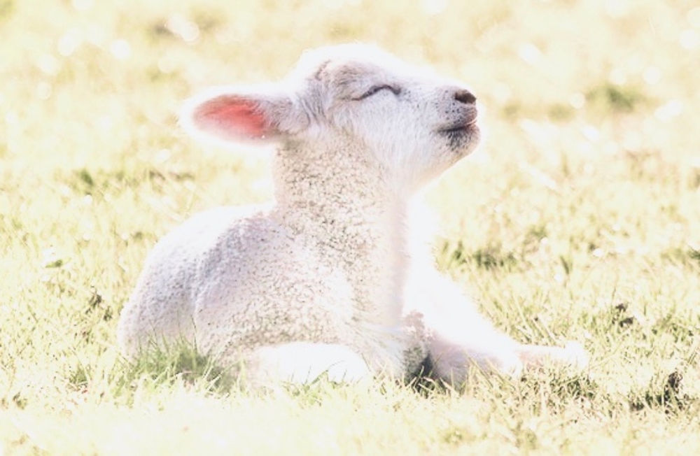 Clean Lamb lifeline