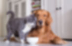 Cat and dog at home cuddling