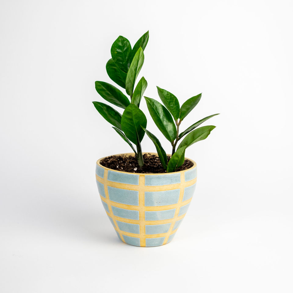 Zz plant in blue and yellow plaid pot, set against a white background.