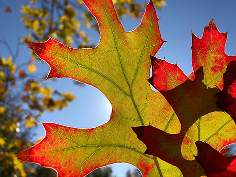 Fall leaf with sunlight