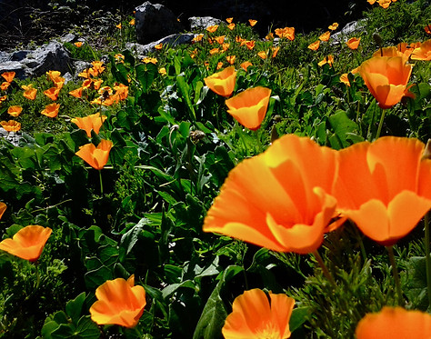 California poppies