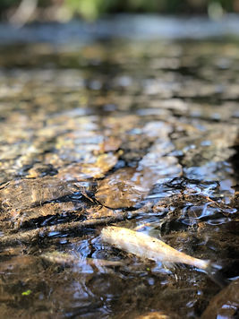 Salmon release in Walker Creek. (4).JPEG