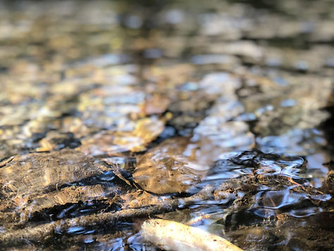 Salmon release in Walker Creek. (4).JPEG