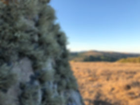 Lichen on a rock