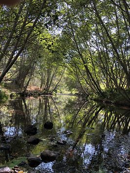Creek with alder trees