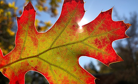 Leaf changing color