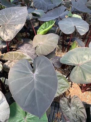Elephant Ear