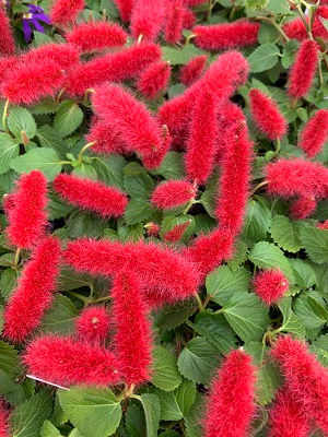 Chenille