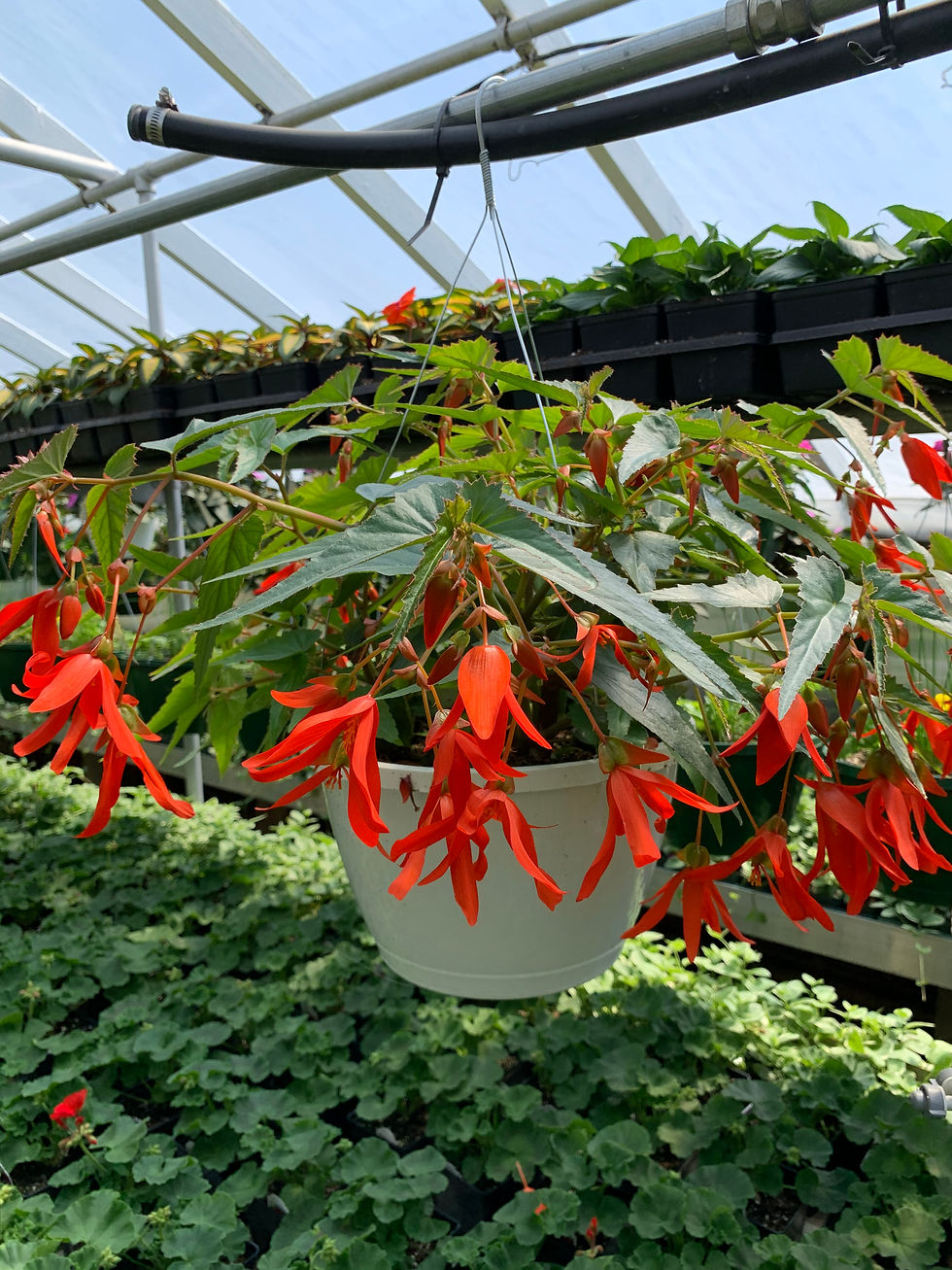 Santa Cruz Orange