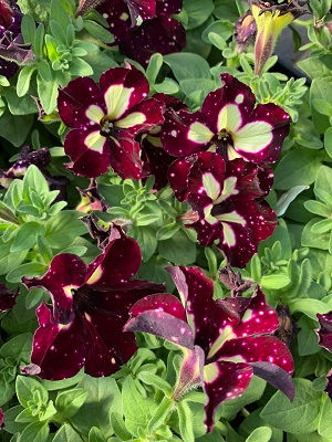 Burgundy Sky
