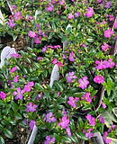 Mexican Heather.jpe