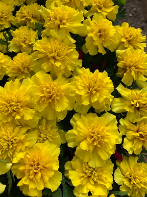 Bonanza Yellow