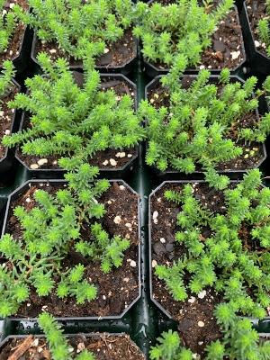 Low green pine