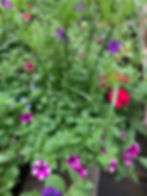 Combo Planter G