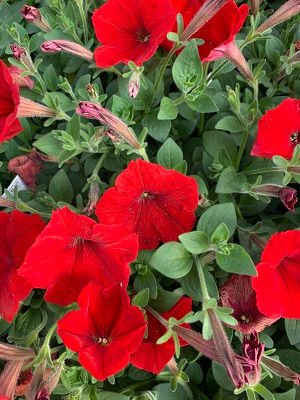 Easy Wave Red
