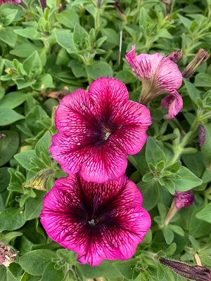 Plum Madness