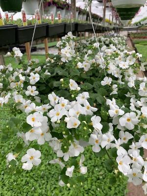 Bacopa White
