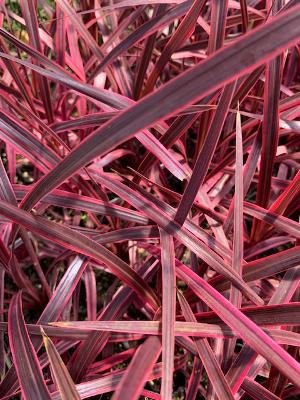 Pink Cordyline