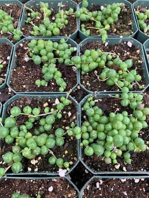 String of Pearls