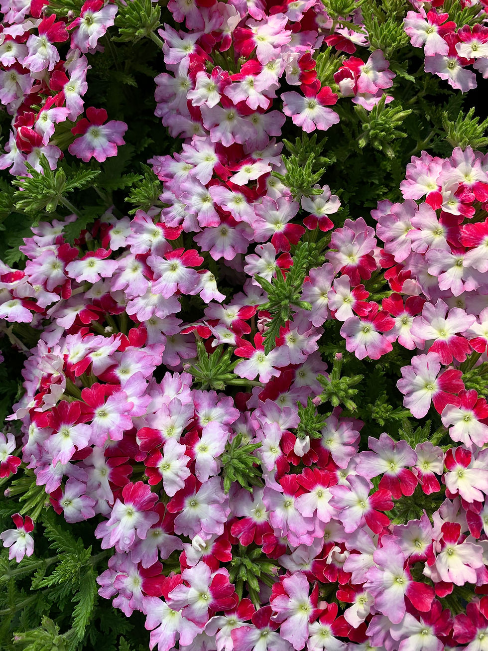 Trailing Verbena