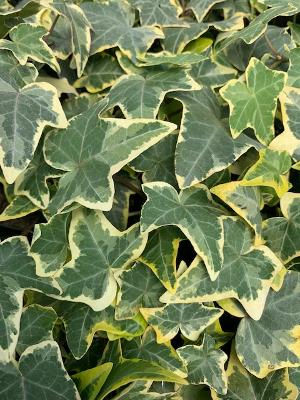 Hedera Ivy