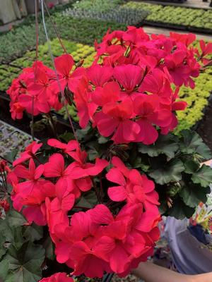 Caliente Hot Coral