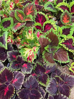 Kong Coleus